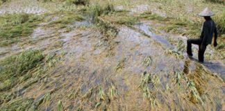 Terendam, 320 Hektare Sawah Gagal Panen