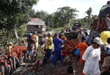Berdaging Tebal dan Manis, Dibawa Hingga ke Kalteng