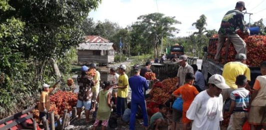 Berdaging Tebal dan Manis, Dibawa Hingga ke Kalteng