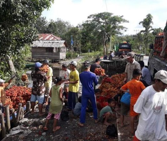 Berdaging Tebal dan Manis, Dibawa Hingga ke Kalteng