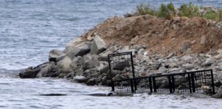 Pakai Dua Pukat dan Perangkap, Buaya Berkalung Ban Tetap Tak Tertangkap