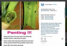 Telur Lintah Menakutkan di Daun Bawang