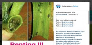 Telur Lintah Menakutkan di Daun Bawang