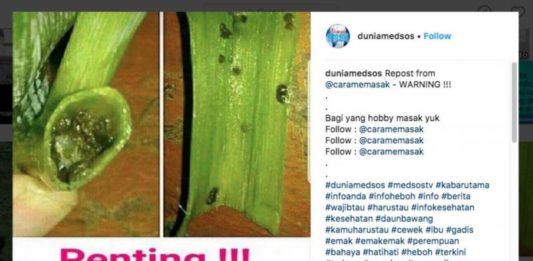 Telur Lintah Menakutkan di Daun Bawang