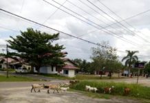 Sita Hewan Peliharaan atau Tembak di Tempat