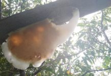 Tikung Lebah, ATM-nya Masyarakat Danau Sentarum