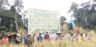 Nasir: Kerja Keras Petani Desa Lubuk Antuk Patut Diapresiasi