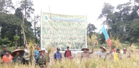 Nasir: Kerja Keras Petani Desa Lubuk Antuk Patut Diapresiasi