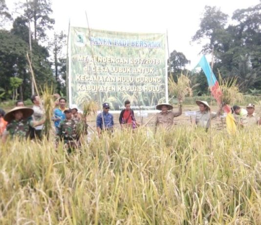 Nasir: Kerja Keras Petani Desa Lubuk Antuk Patut Diapresiasi
