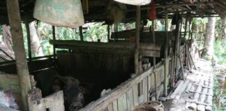 Warga Dua Desa Tolak Peternakan Babi