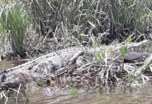 Mustahil Pindahkan Buaya ke Habitat Baru