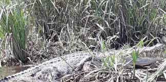 Mustahil Pindahkan Buaya ke Habitat Baru