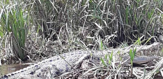 Mustahil Pindahkan Buaya ke Habitat Baru