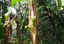 Ditemukan Pisang Berbuah di Tengah Batang