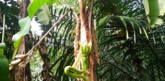 Ditemukan Pisang Berbuah di Tengah Batang