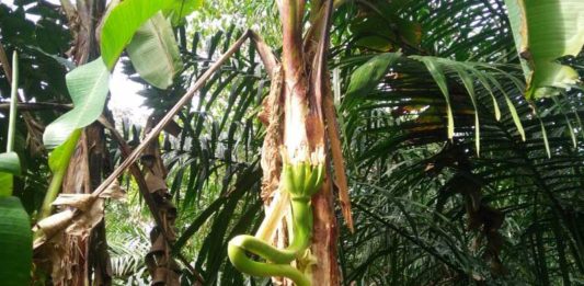 Ditemukan Pisang Berbuah di Tengah Batang