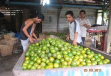 Awal Tahun, Harga Jeruk Naik