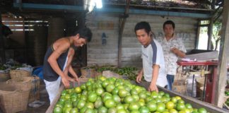 Awal Tahun, Harga Jeruk Naik