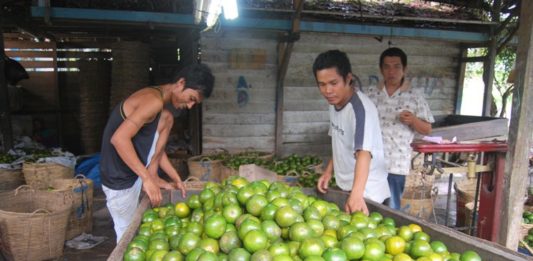 Awal Tahun, Harga Jeruk Naik