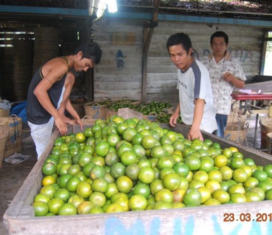 Awal Tahun, Harga Jeruk Naik