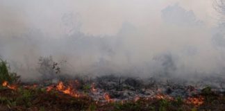 Titik Api Meluas, Diduga Ada Oknum Sengaja Membakar