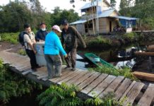 (Lagi) BKSDA Sita Orangutan Peliharaan Warga