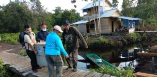 (Lagi) BKSDA Sita Orangutan Peliharaan Warga