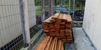 Tebang Pohon, Dua Warga Diamankan Polisi