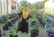 Ekstrak Daun Tin Hadang Asam Urat, Diabetes, hingga Penyakit Ginjal KEBUN TIN. Ritha Adianto di kebun pohon Tin-nya. Lukman Maulana-Bontang Post