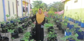 Ekstrak Daun Tin Hadang Asam Urat, Diabetes, hingga Penyakit Ginjal KEBUN TIN. Ritha Adianto di kebun pohon Tin-nya. Lukman Maulana-Bontang Post