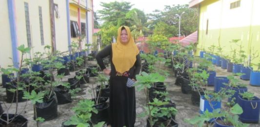 Ekstrak Daun Tin Hadang Asam Urat, Diabetes, hingga Penyakit Ginjal KEBUN TIN. Ritha Adianto di kebun pohon Tin-nya. Lukman Maulana-Bontang Post