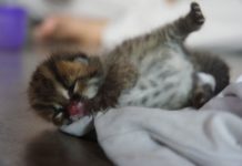 Dikejar Anjing, Kondisi Menggenaskan DISELAMATKAN. Bayi Kucing Hutan yang diserahkan warga Dusun Sungai Gali Desa Pangkalan Buton Kecamatan Sukadana Kabupaten Kayong Utara ke BKSDA Sukadana, Kamis (8/3). BKSDA Sukadana for RK