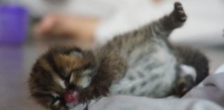 Dikejar Anjing, Kondisi Menggenaskan DISELAMATKAN. Bayi Kucing Hutan yang diserahkan warga Dusun Sungai Gali Desa Pangkalan Buton Kecamatan Sukadana Kabupaten Kayong Utara ke BKSDA Sukadana, Kamis (8/3). BKSDA Sukadana for RK
