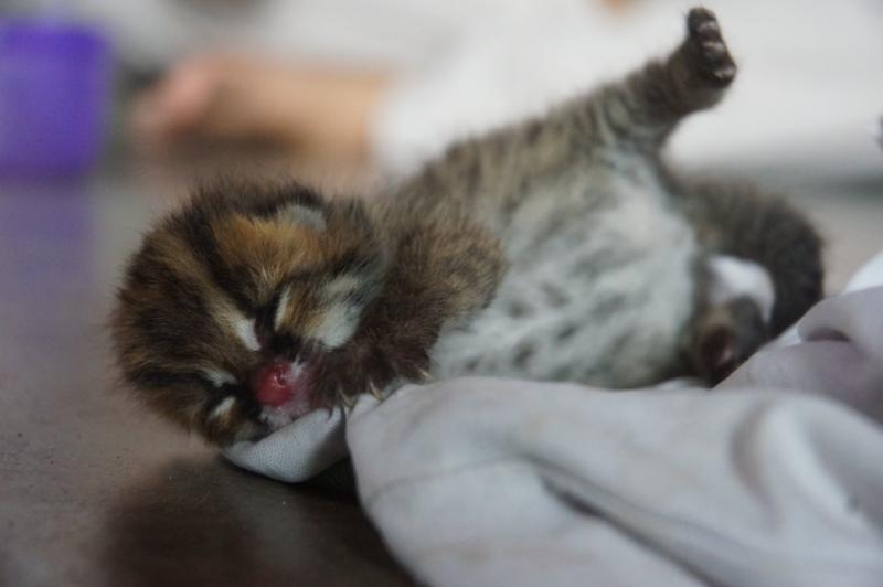 DISELAMATKAN. Bayi Kucing Hutan yang diserahkan warga Dusun Sungai Gali Desa Pangkalan Buton Kecamatan Sukadana Kabupaten Kayong Utara ke BKSDA Sukadana, Kamis (8/3). BKSDA Sukadana for RK