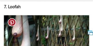 Buah Palsu Dikira Asli