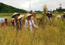 Panen Raya Padi di Tapang Sebuluh Sanggau