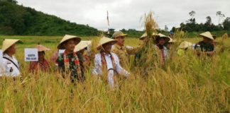Panen Raya Padi di Tapang Sebuluh Sanggau