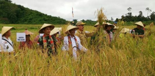 Panen Raya Padi di Tapang Sebuluh Sanggau