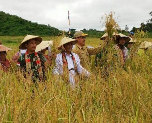 Panen Raya Padi di Tapang Sebuluh Sanggau