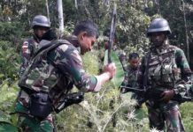 Anggota Yonif RK 644/Wls Temukan Tiga Pohon Ganja