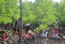 Restorasi Hutan Bakau, Jaga Habitat Pesut TANAM MANGROVE. Para pelajar menanam bibit mangrove di Dusun Cabang Roan Desa Batu Ampar Kabupaten Kubu Raya, Minggu (4/3). Rizka Nanda-RK