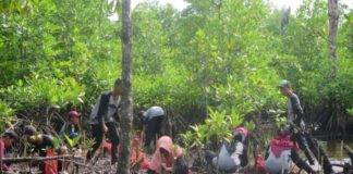 Restorasi Hutan Bakau, Jaga Habitat Pesut TANAM MANGROVE. Para pelajar menanam bibit mangrove di Dusun Cabang Roan Desa Batu Ampar Kabupaten Kubu Raya, Minggu (4/3). Rizka Nanda-RK