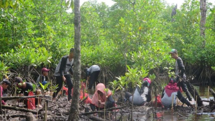 TANAM MANGROVE. Para pelajar menanam bibit mangrove di Dusun Cabang Roan Desa Batu Ampar Kabupaten Kubu Raya, Minggu (4/3). Rizka Nanda-RK