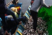 Panen 3 Ton Ikan PANEN IKAN. Ratusan kilo ikan entukan berhasil panen warga di Danau Baru, Desa Nanga Embaloh Kecamatan Embaloh Hilir Kabupaten Kapuas Hulu, belum lama ini. Andreas-RK