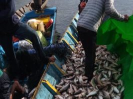 PANEN IKAN. Ratusan kilo ikan entukan berhasil panen warga di Danau Baru, Desa Nanga Embaloh Kecamatan Embaloh Hilir Kabupaten Kapuas Hulu, belum lama ini. Andreas-RK