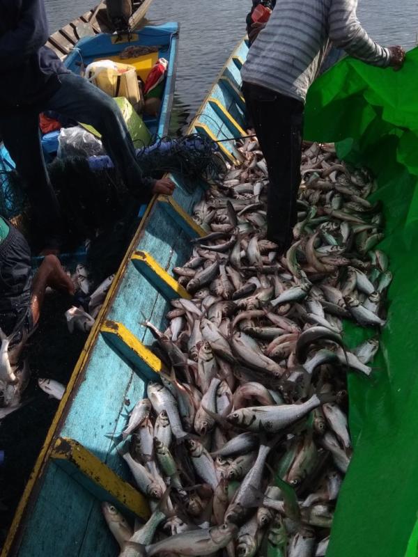 PANEN IKAN. Ratusan kilo ikan entukan berhasil panen warga di Danau Baru, Desa Nanga Embaloh Kecamatan Embaloh Hilir Kabupaten Kapuas Hulu, belum lama ini. Andreas-RK