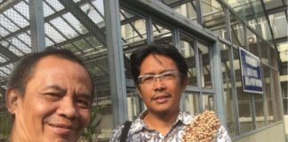 Visi Nuklir Bung Karno SORGUM BATAN. Jto dan Ir. Bahrun dengan sorgum hasil budidaya Batan. JTO for RK