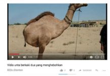 Penasaran Unta Berkaki Dua