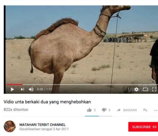 Penasaran Unta Berkaki Dua