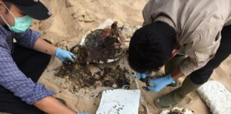 BKSDA Harus Ungkap Fenomena Kematian Penyu di Pantai Belacan